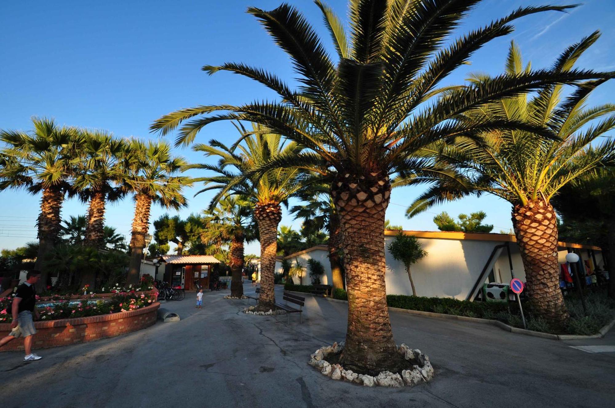Camping Villaggio Calypso Cupra Marittima Eksteriør bilde